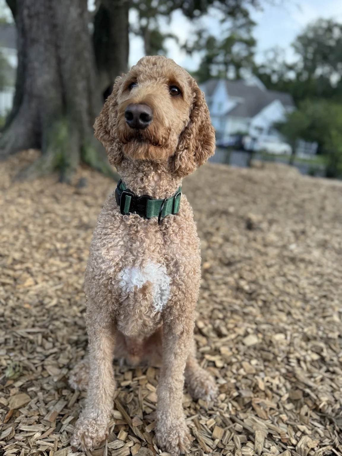 Tucker, Lucky Dog Roofing’s golden doodle mascot
